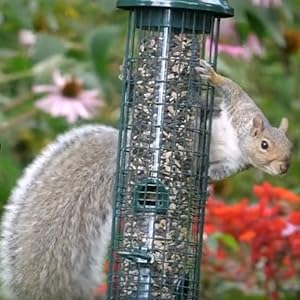 Classic Squirrel