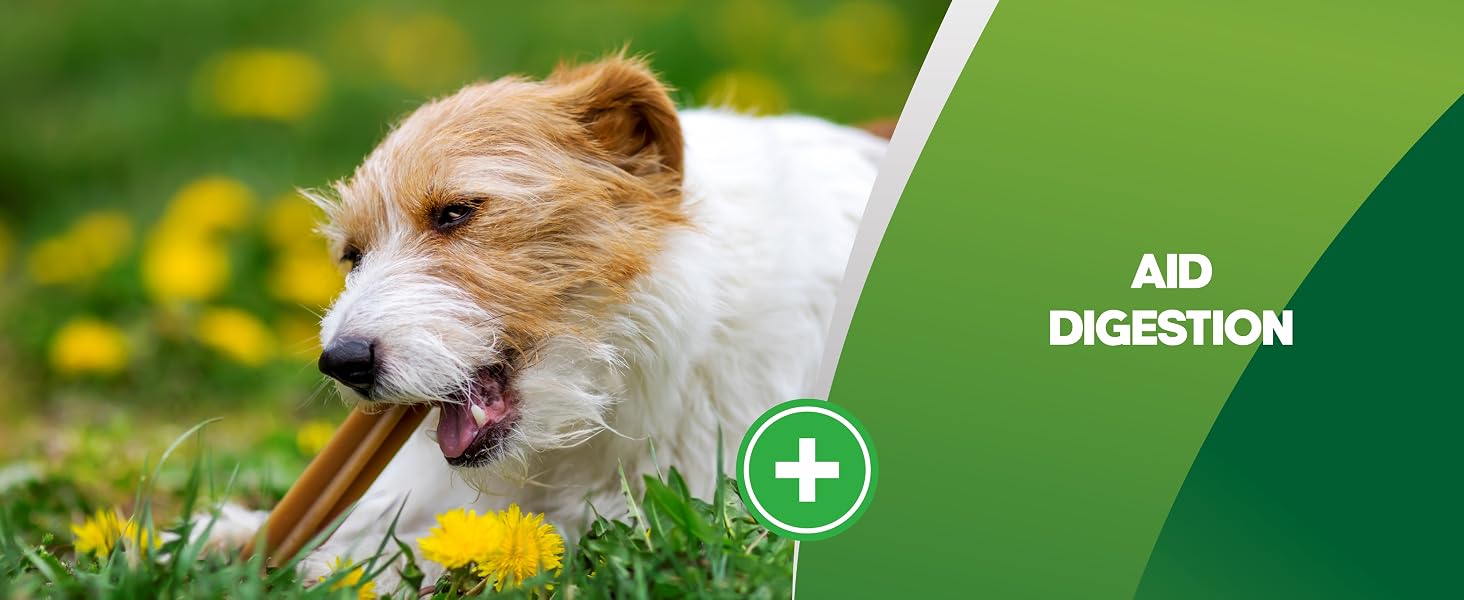 anti diarrhea for dogs probiotic for dogs perfect poop for dogs
