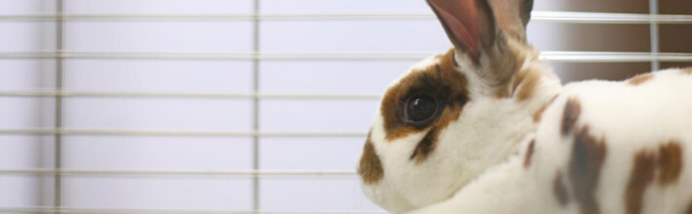 habitat heated enclosure plastic wood pen home rabbits supplies cages pens pig cage hutches hutch