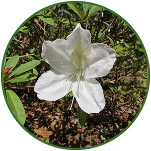 GG Gerbing Azalea
