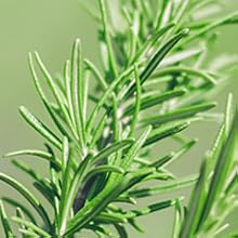 Rosemary Mint Shampoo