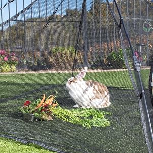 bunny