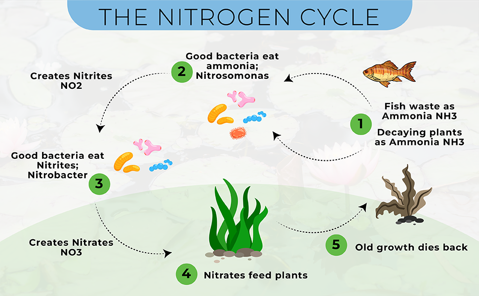 Nitrogen cycle