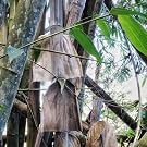 bamboo culm sheath sustainable package