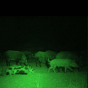 green hunting light