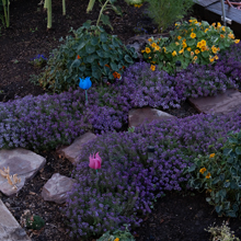 garden beds