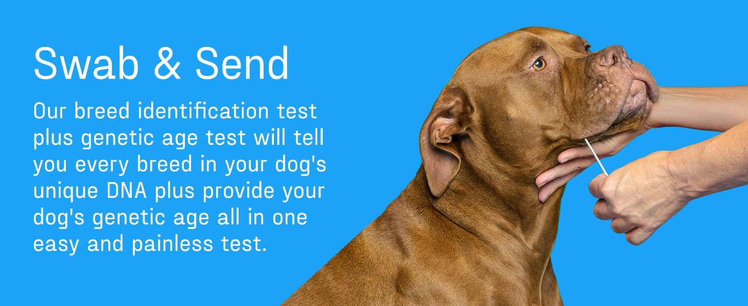 DNA My Dog swab and send canine genetic test