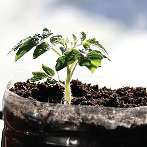 A potted plant with the beginnings of a sprout.