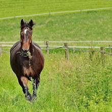 horse, equine, vitamin, mineral, health, nutrition