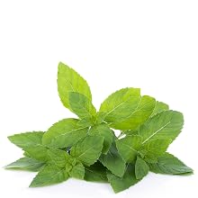 peppermint