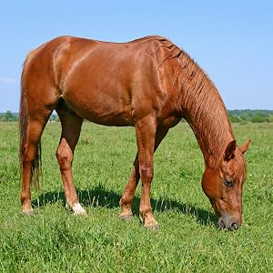 Horse grazing in pasture representing metabolic balance and nutritional support