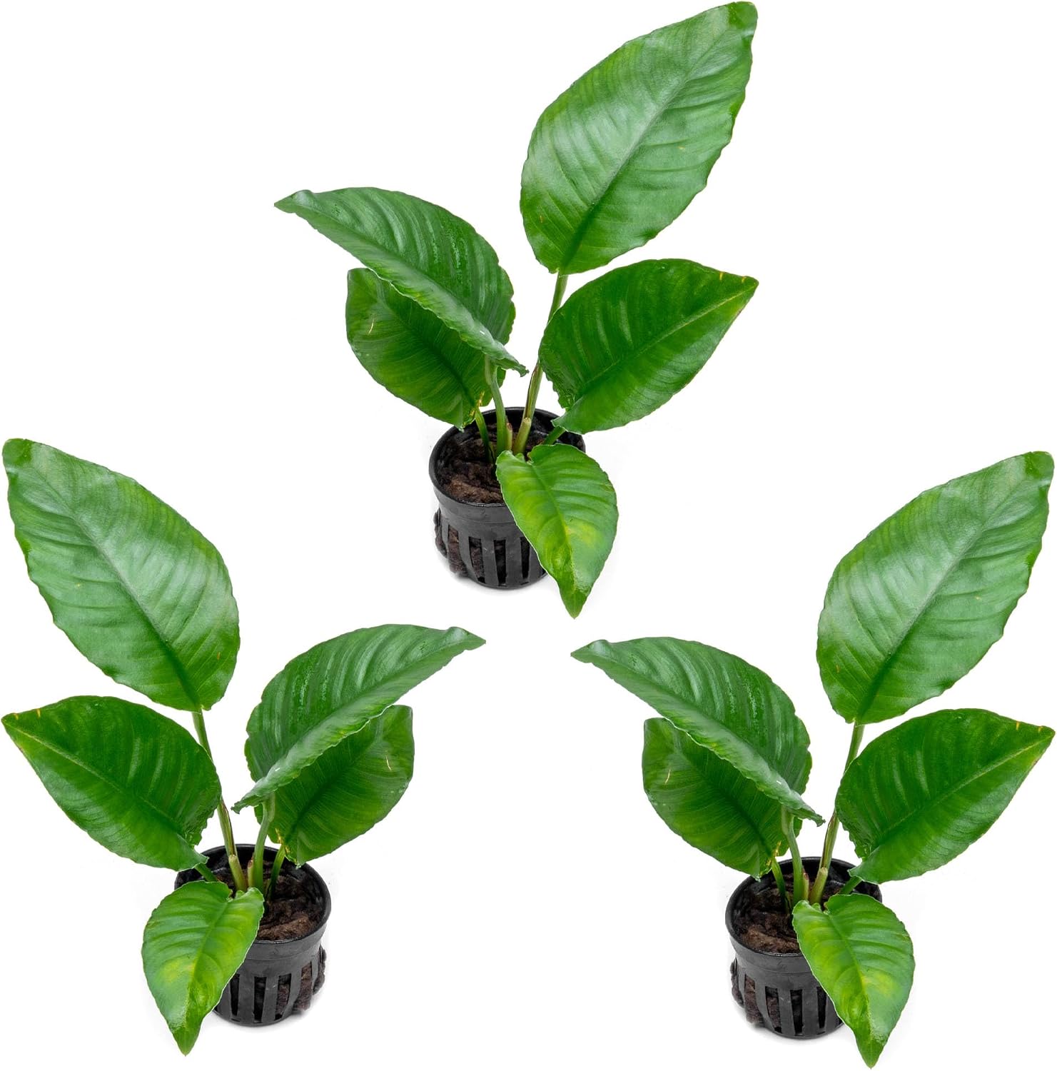 Anubias Nana Live Aquarium Plants - Potted Freshwater Plant for Fish Tanks, Terrariums - Beginner Friendly Low Light (1 Pot)