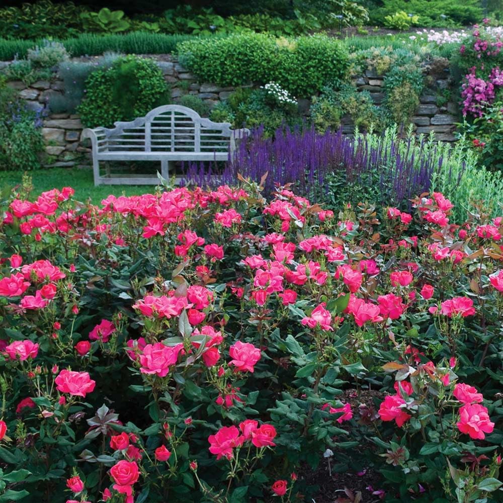 Brighter Blooms - Double Pink Knock Out® Rose Shrub, 1 Gallon - No Shipping to AK, AZ, HI