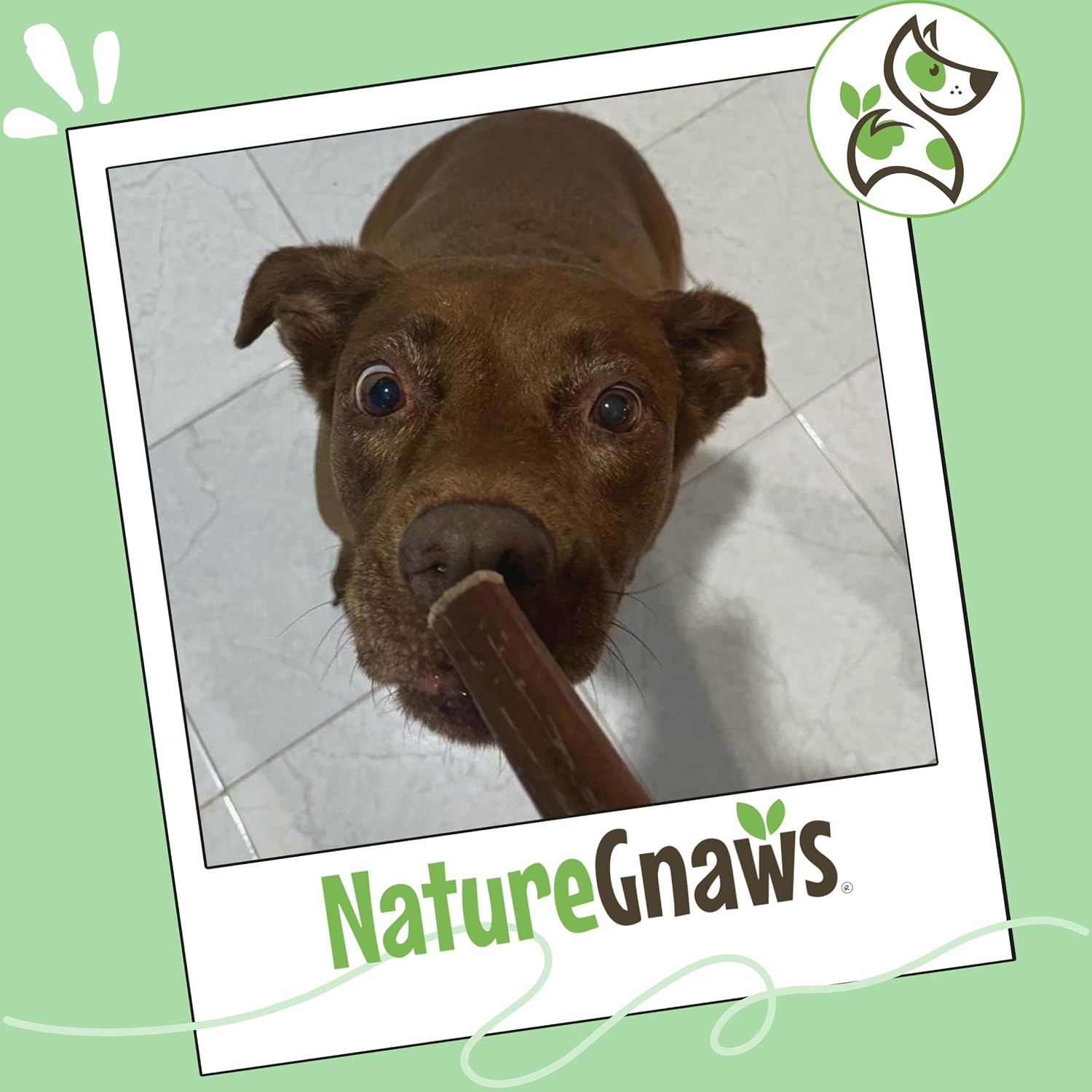 Nature Gnaws Bully Sticks 6" Long Lasting Rawhide Free Dog Chews, 8 oz