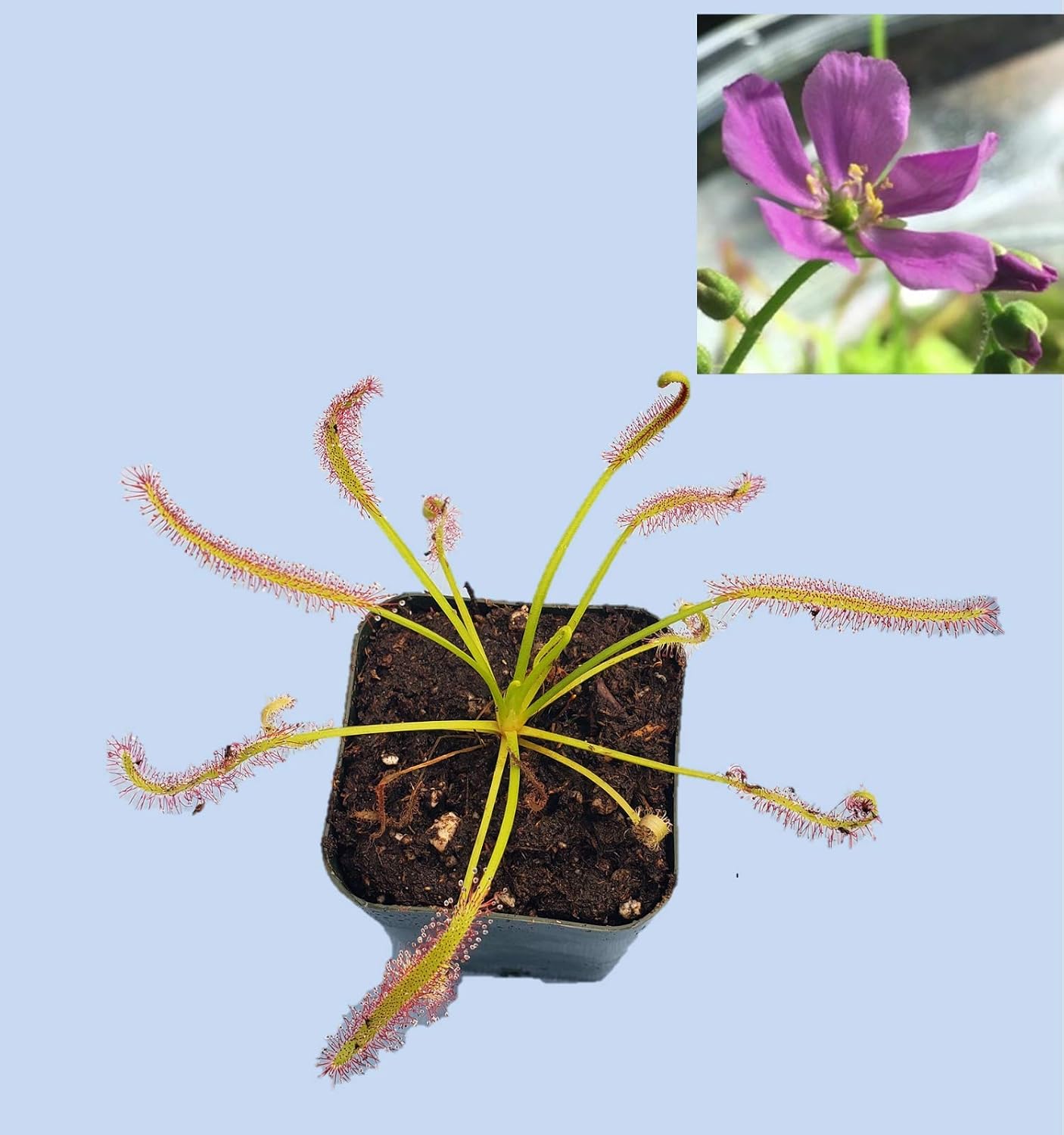 Live Tropical Carnivorous Plant Drosera capensis Pink Flower (x1) - Potted