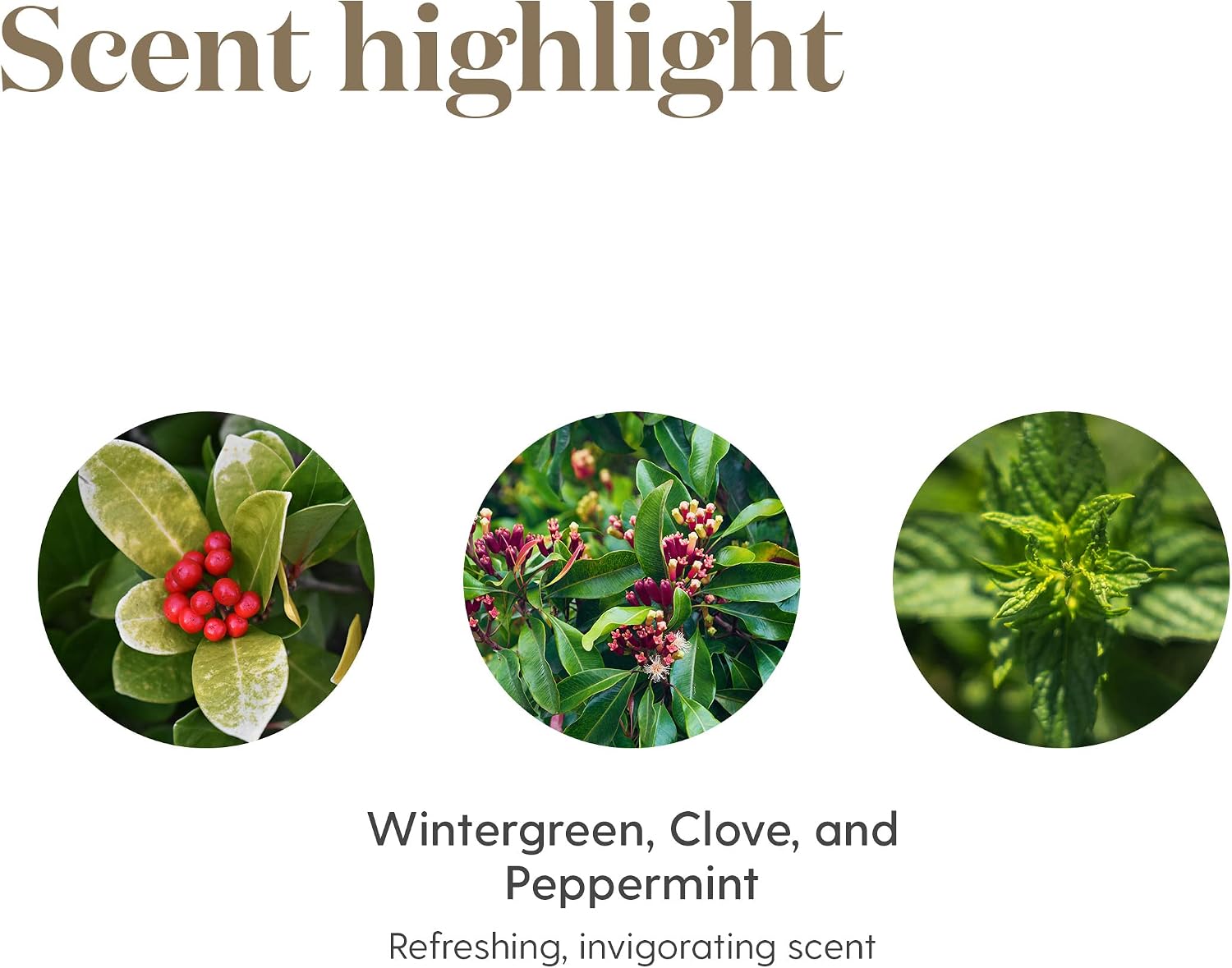 Young Living Thieves Vitality Essential Oil Blend | 5 ml | Warm Spicy Herbal Aroma for Diffusers, Massage & Aromatherapy | Clove, Lemon, Cinnamon, Eucalyptus & Rosemary Blend | Seed to Seal Quality