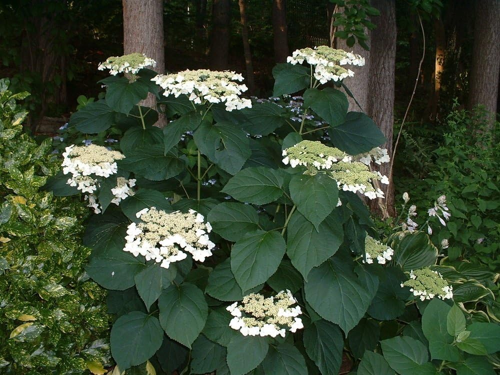 First Editions - Hydrangea pan. Vanilla Strawberry (Panicle Hydrangea) Shrub, white/pink/red flowers, #3 - Size Container