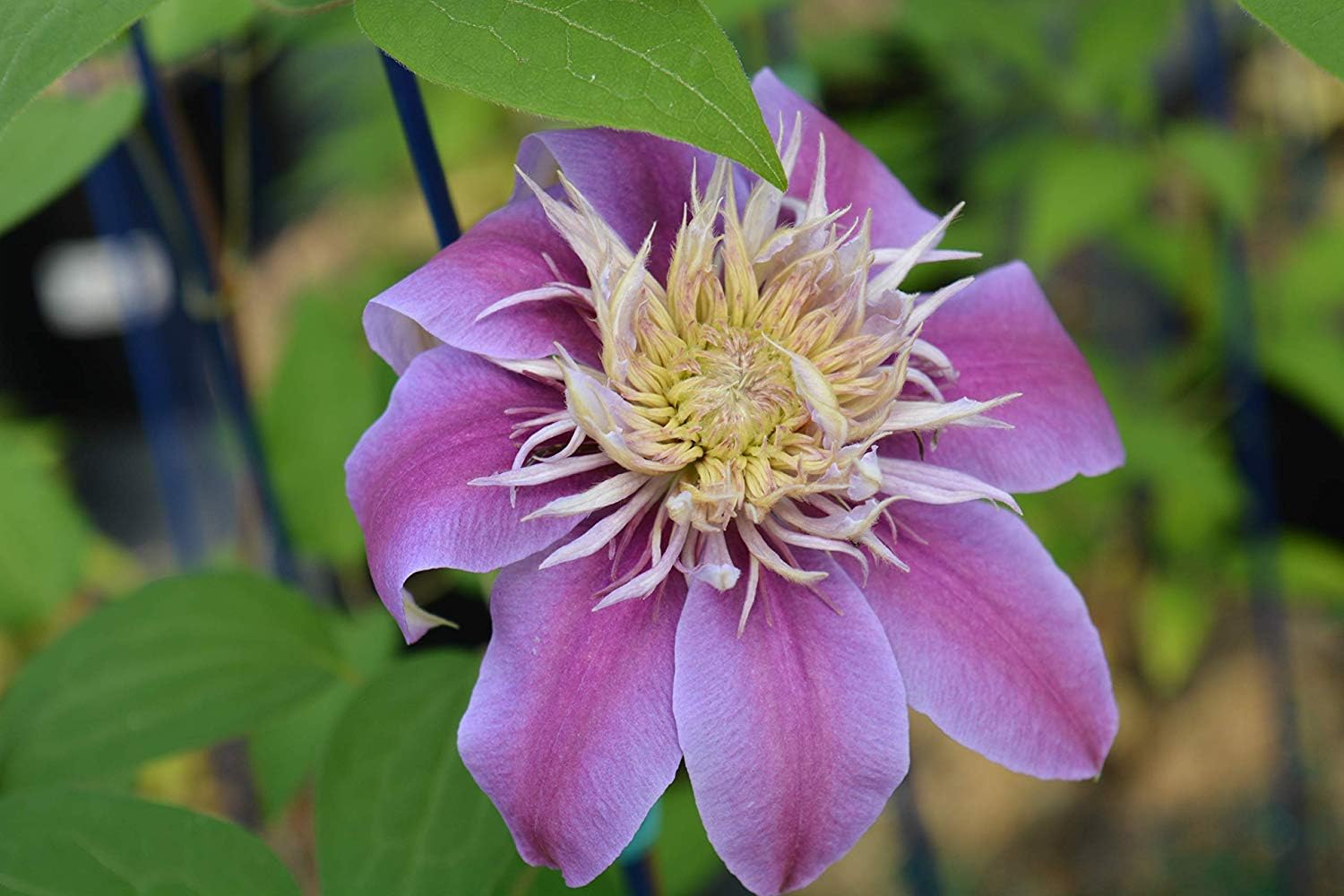 Raymond Evison Clematis - Clematis Giselle (Clematis) Perennial, pink flowers, 8`` - Size Container