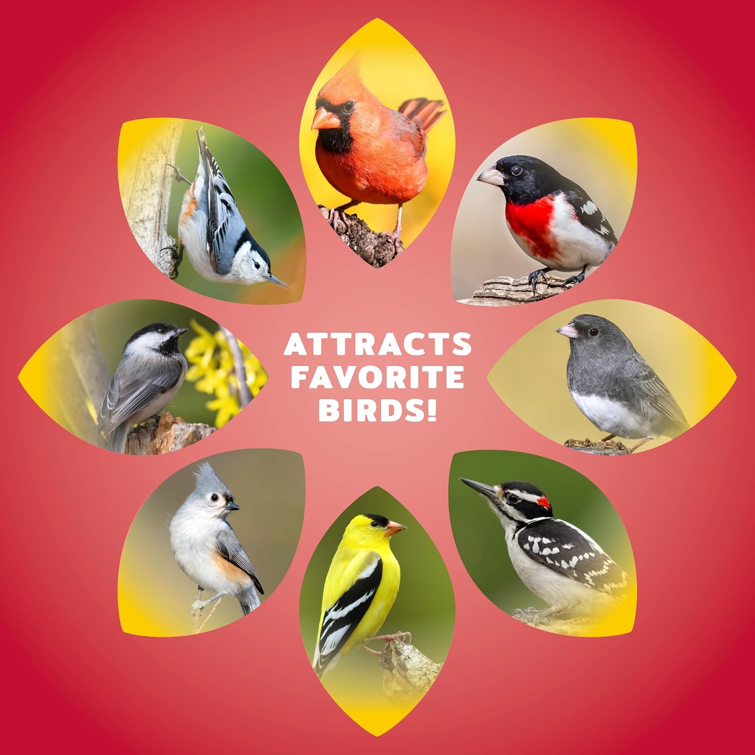 Audubon Park Cardinal Blend Wild Bird Food, Cardinal Bird Seed for Outside Feeders, 4-Pound Bag