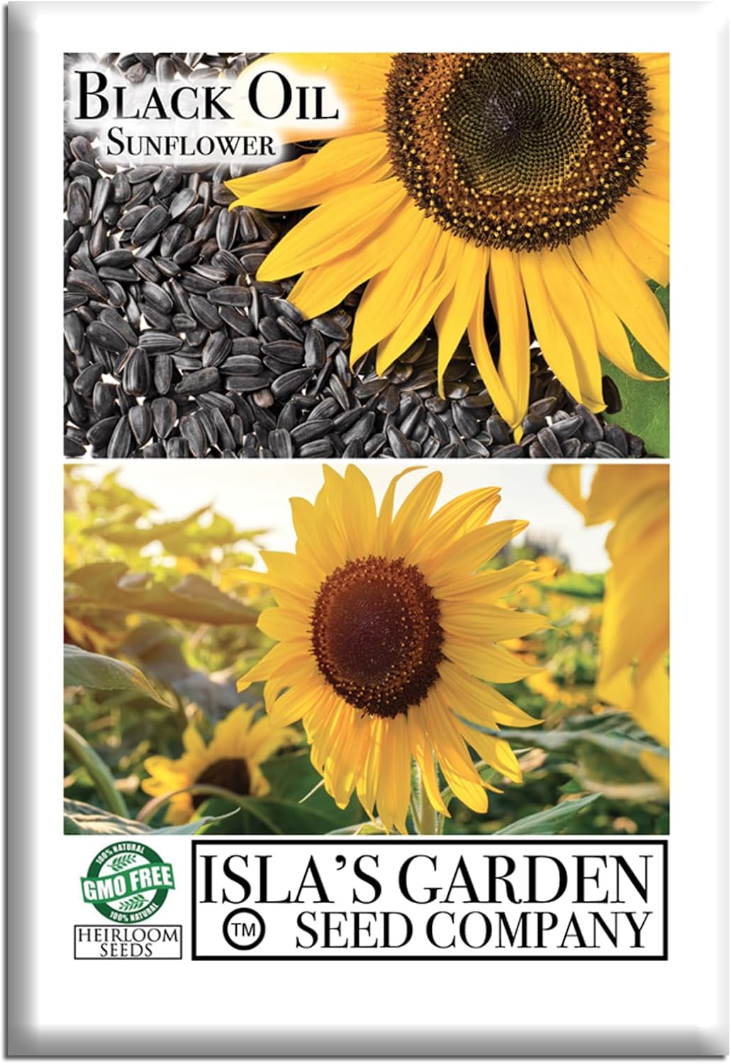 Black Oil Sunflower Seeds (Helianthus annuus) – 150+ Non GMO & Heirloom Seeds by Isla’s Garden Seeds