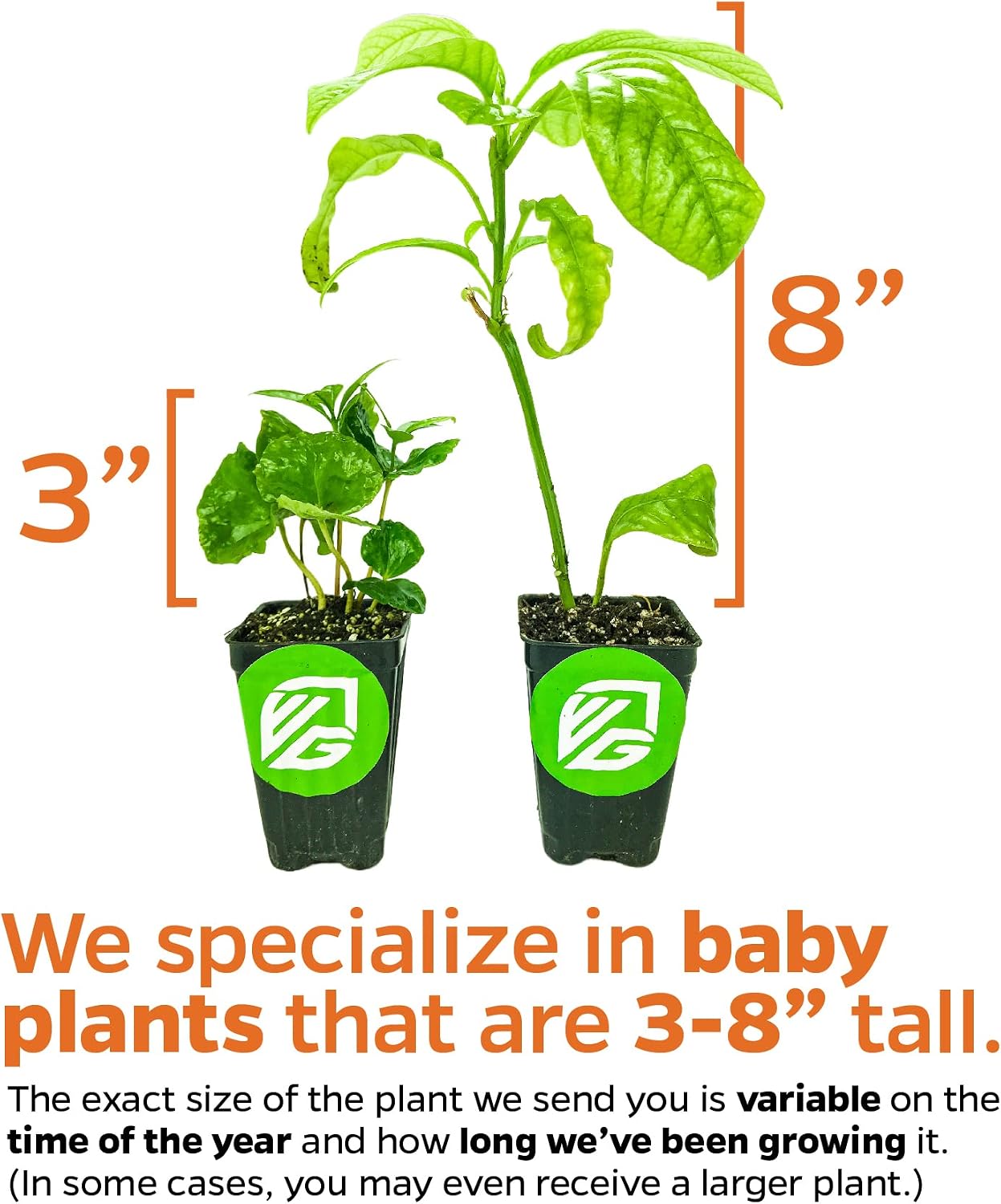 Olympian Fig Tree Live Plant - Ficus carica by Wellspring Gardens - Starter Plant Ideal for Gardens & Containers - Great for Indoor Houseplants, Outdoor Landscaping & Garden Planting