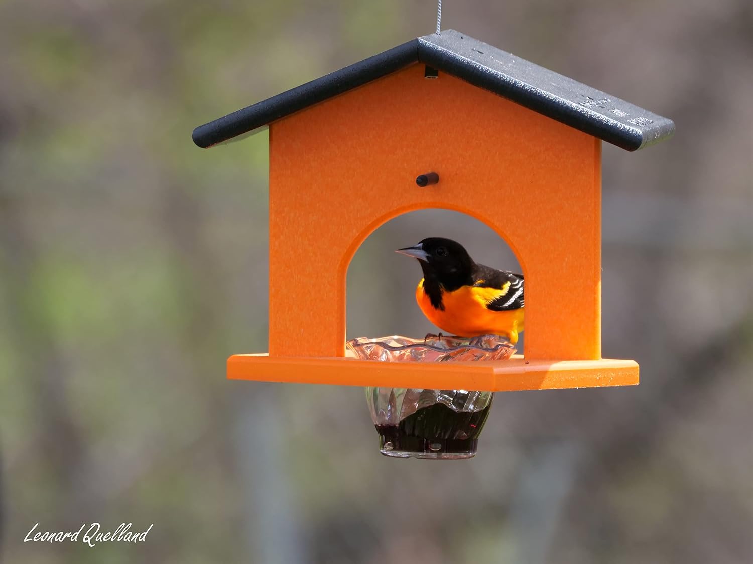 Oriole Bird Feeder, Poly Lumber Hanging Oriole Jelly Feeder (Black/Orange)
