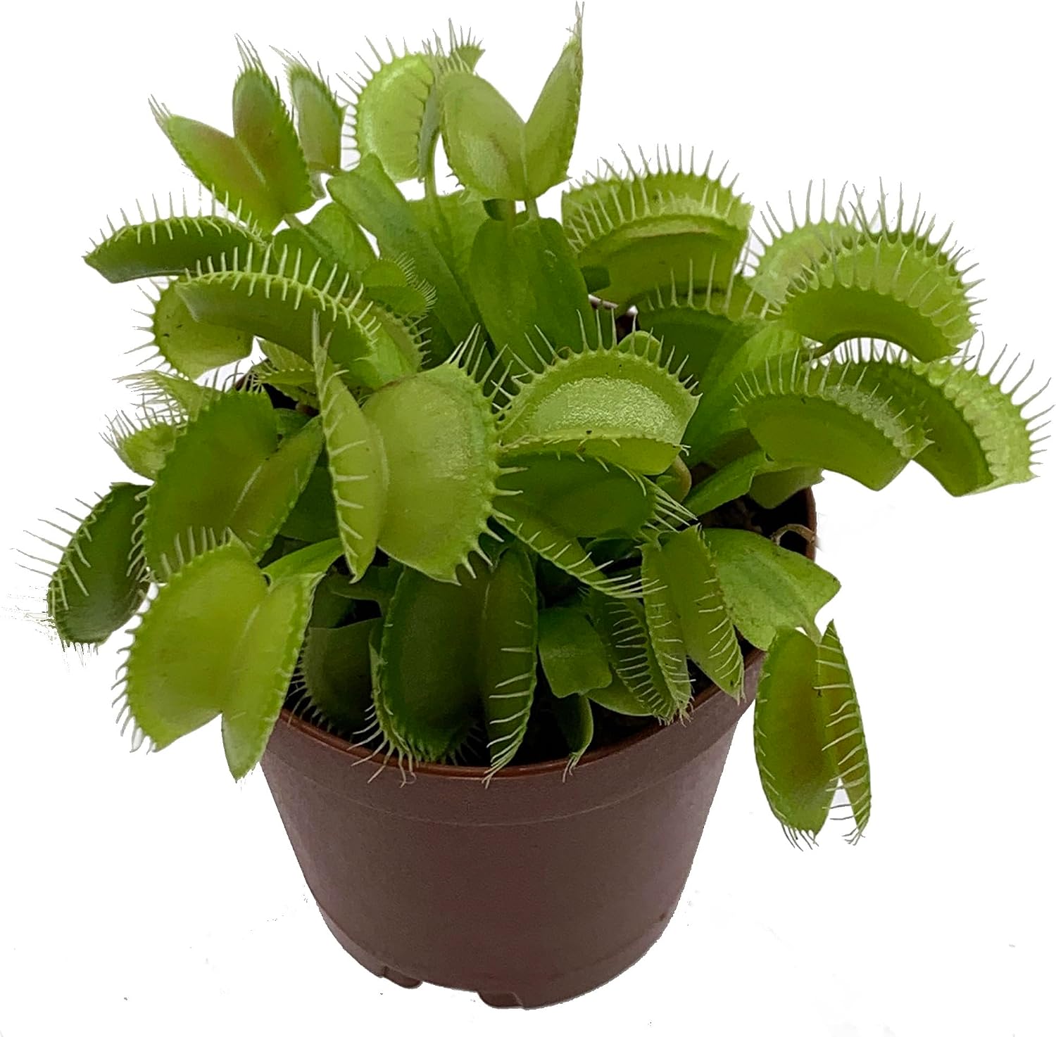 Venus Fly Trap Plant - Carnivorous - Dionaea - 2" Pot