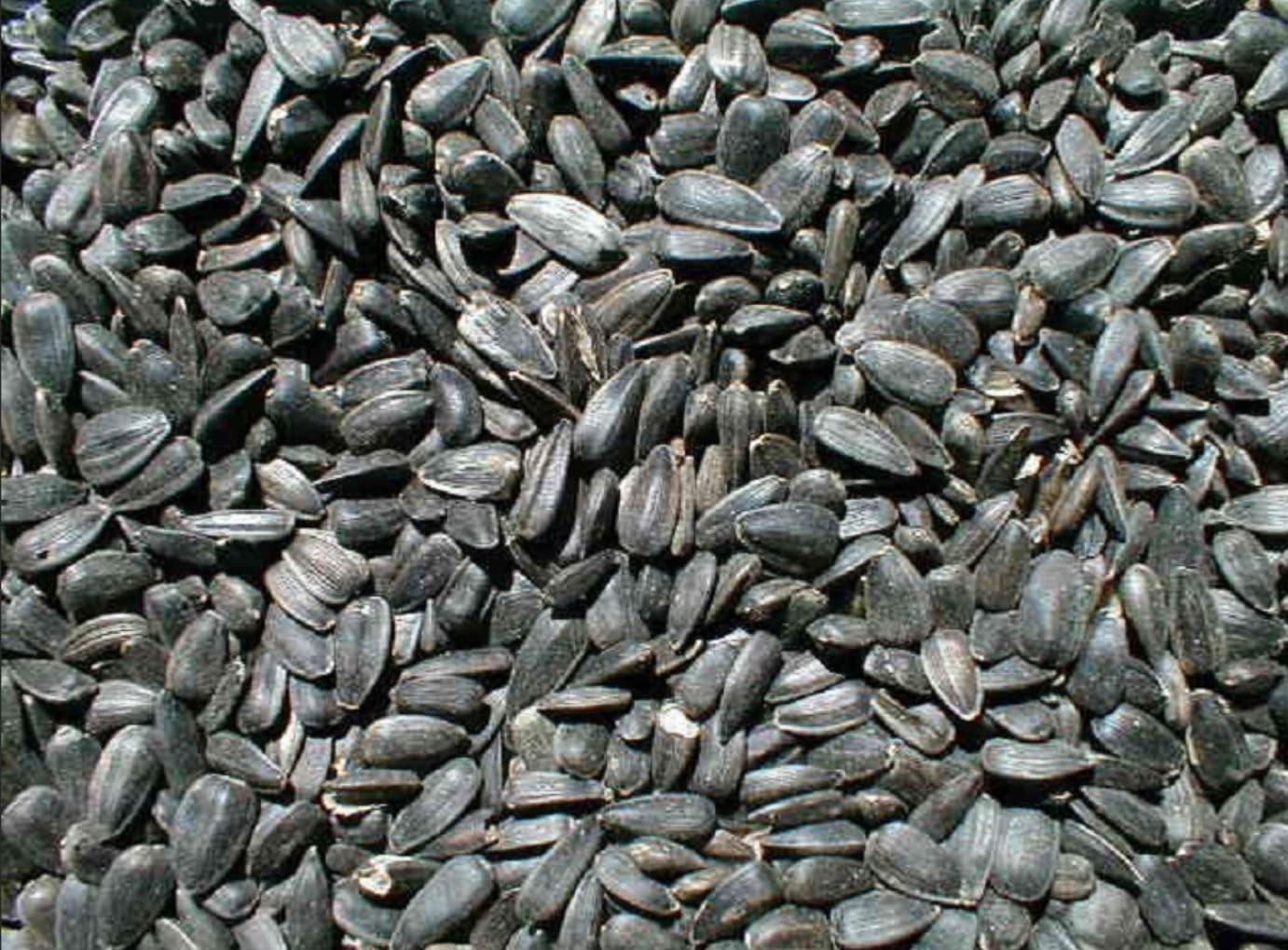 Ernst Grain & Livestock Black Oil Sunflower Seeds - Birdseed for Outside Feeders Wild Bird Food - Ideal Bird Seed for Cardinals