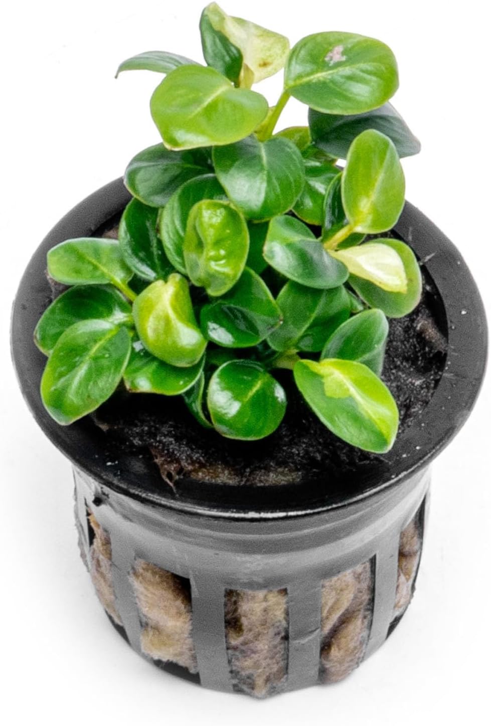 Anubias Nana Live Aquarium Plants - Potted Freshwater Plant for Fish Tanks, Terrariums - Beginner Friendly Low Light (1 Pot)