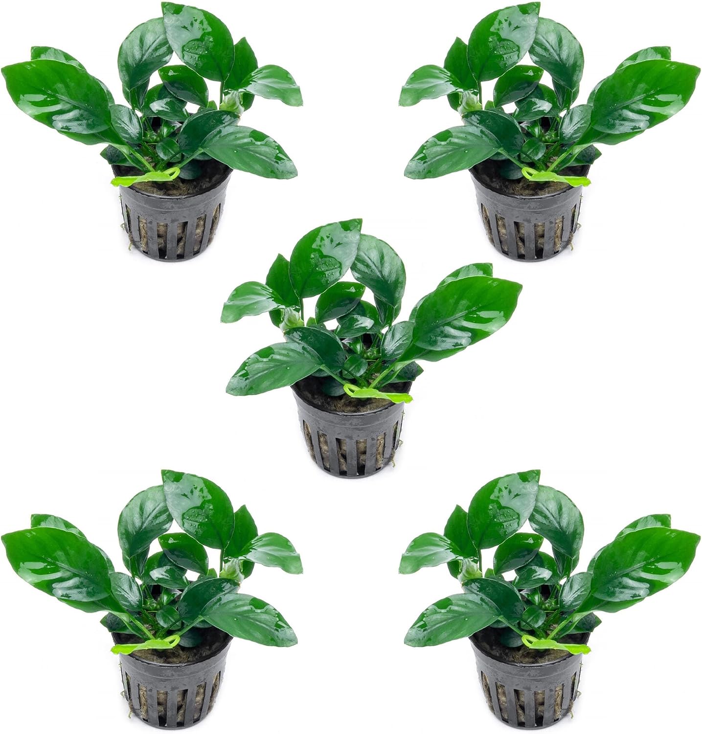 Anubias Nana Live Aquarium Plants - Potted Freshwater Plant for Fish Tanks, Terrariums - Beginner Friendly Low Light (1 Pot)