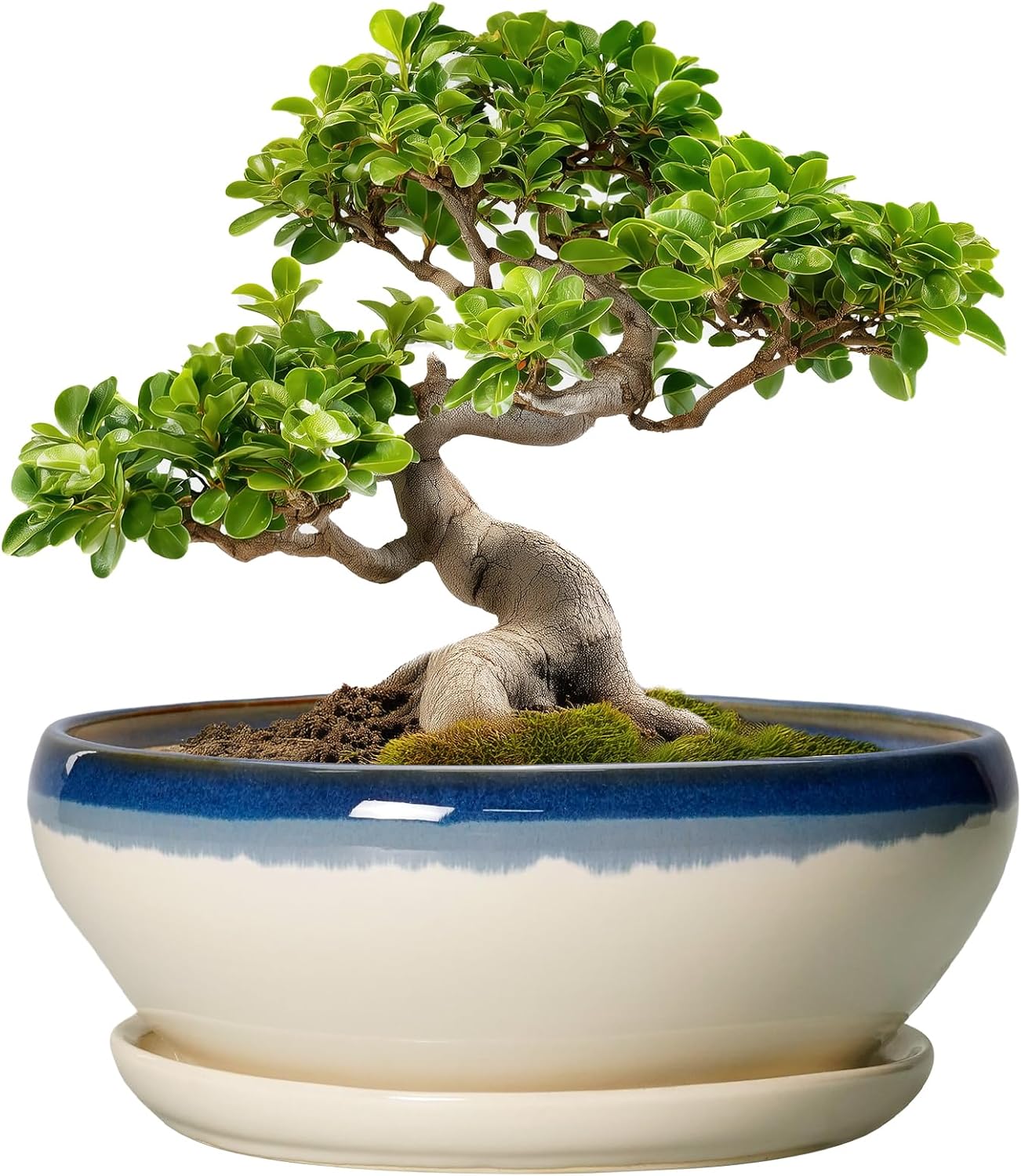 SQOWL 7 Inch Round Ceramic Succulent Planter Pot Drip Glazed Shallow Planter with Drainage Bamboo Tray for Indoor Plants