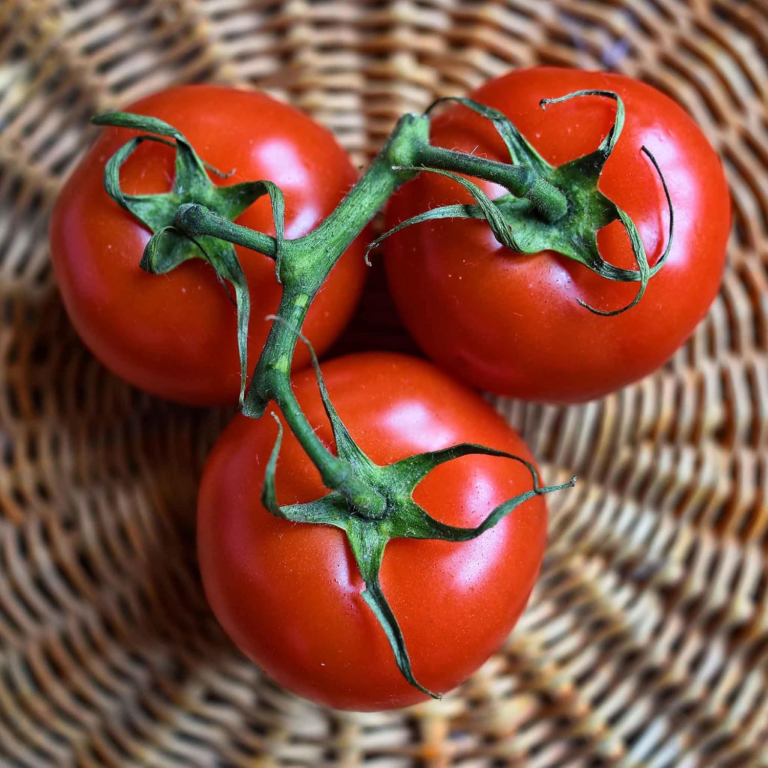 Eden Brothers Tomato Seeds - Persimmon Non-GMO Seeds for Planting, 1 oz | Low-Maintenance Vegetable Seeds, Plant During Warm Season, Zones 10, 3, 4, 5, 6, 7, 8, 9