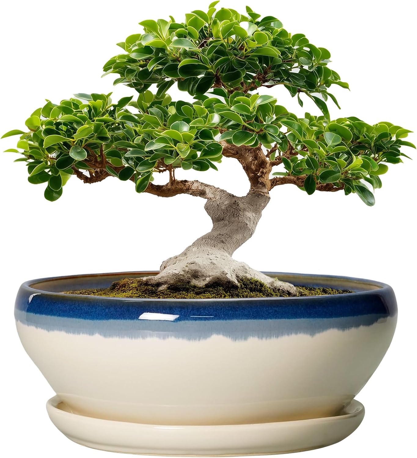SQOWL 7 Inch Round Ceramic Succulent Planter Pot Drip Glazed Shallow Planter with Drainage Bamboo Tray for Indoor Plants