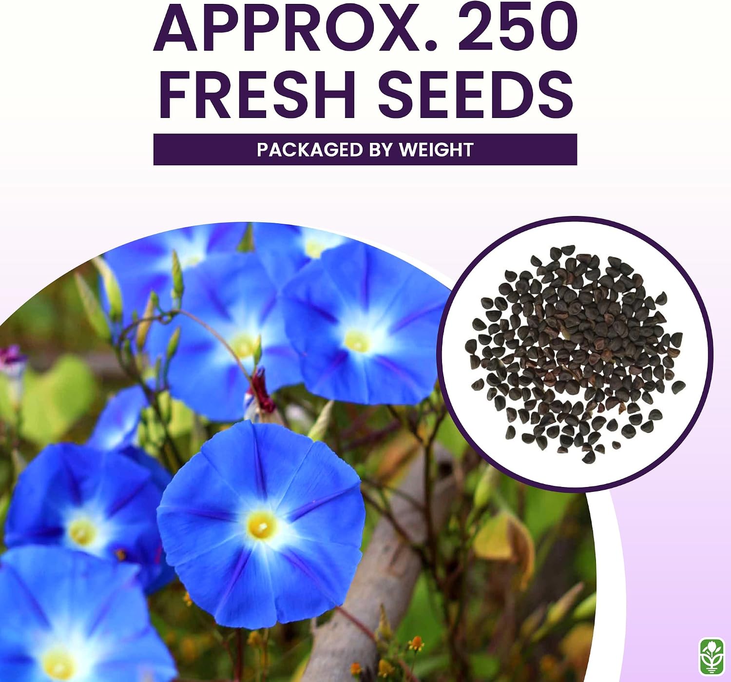 Morning Glory Seeds for Planting - 250 Fresh Seeds - Heavenly Blue Climbing Vine Flower Seed - Attracts Butterflies & Hummingbirds - Fast Growing
