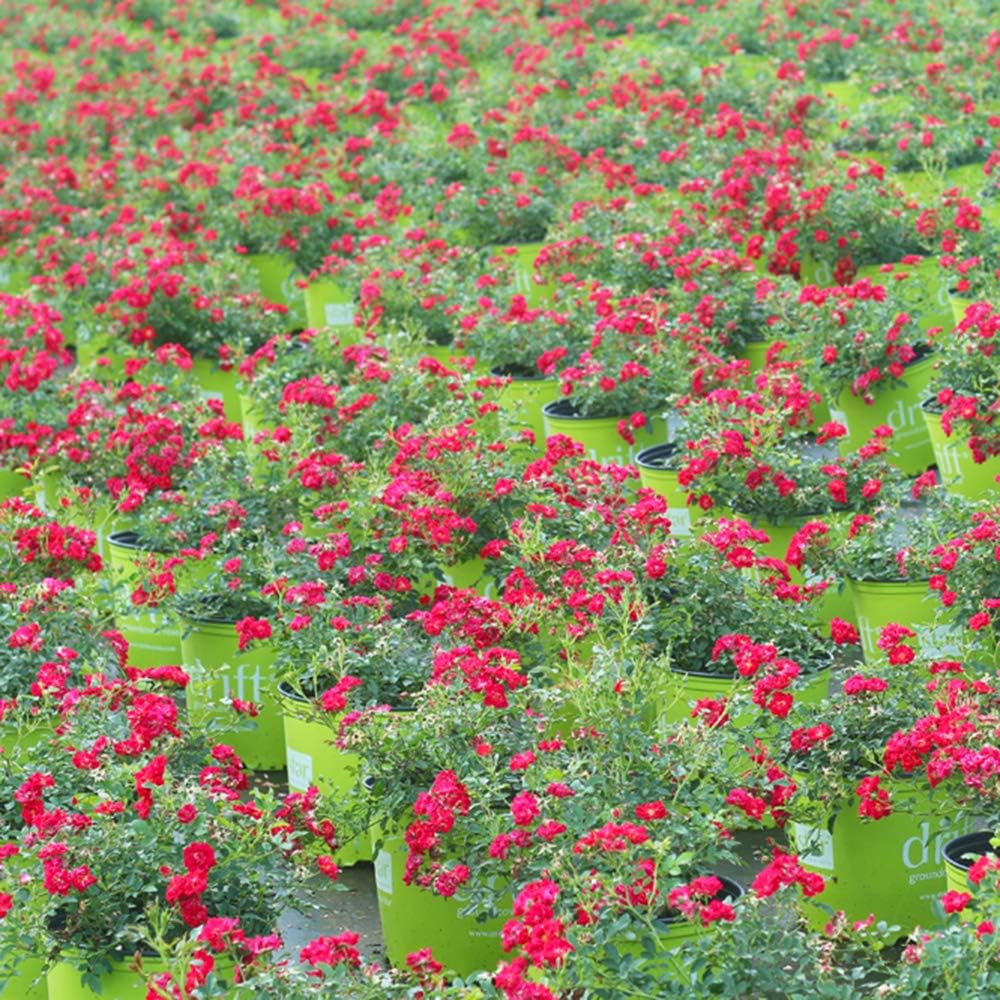 Perfect Plants Red Drift Roses Live Plants, 3 Gallon, Ground Cover Bush