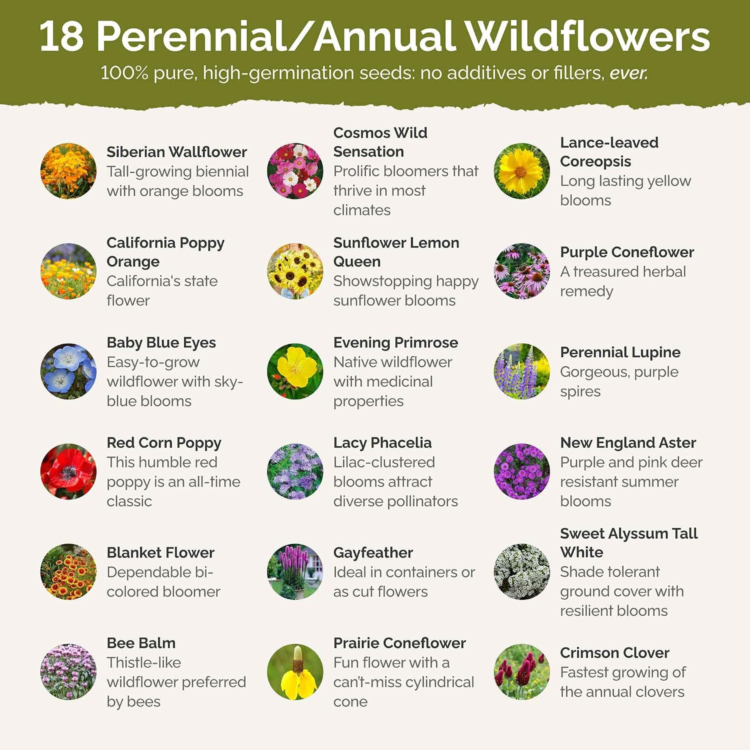 Eden Brothers The Bees Knees Pollinator Wildflower Seed Mix, 1/4 lb (135,000+ Seeds) Throw and Grow - 100% Pure, No Fillers - 18-Variety Non-GMO Annual + Perennial, Covers up to 1,100 SqFt, Zones 3-10