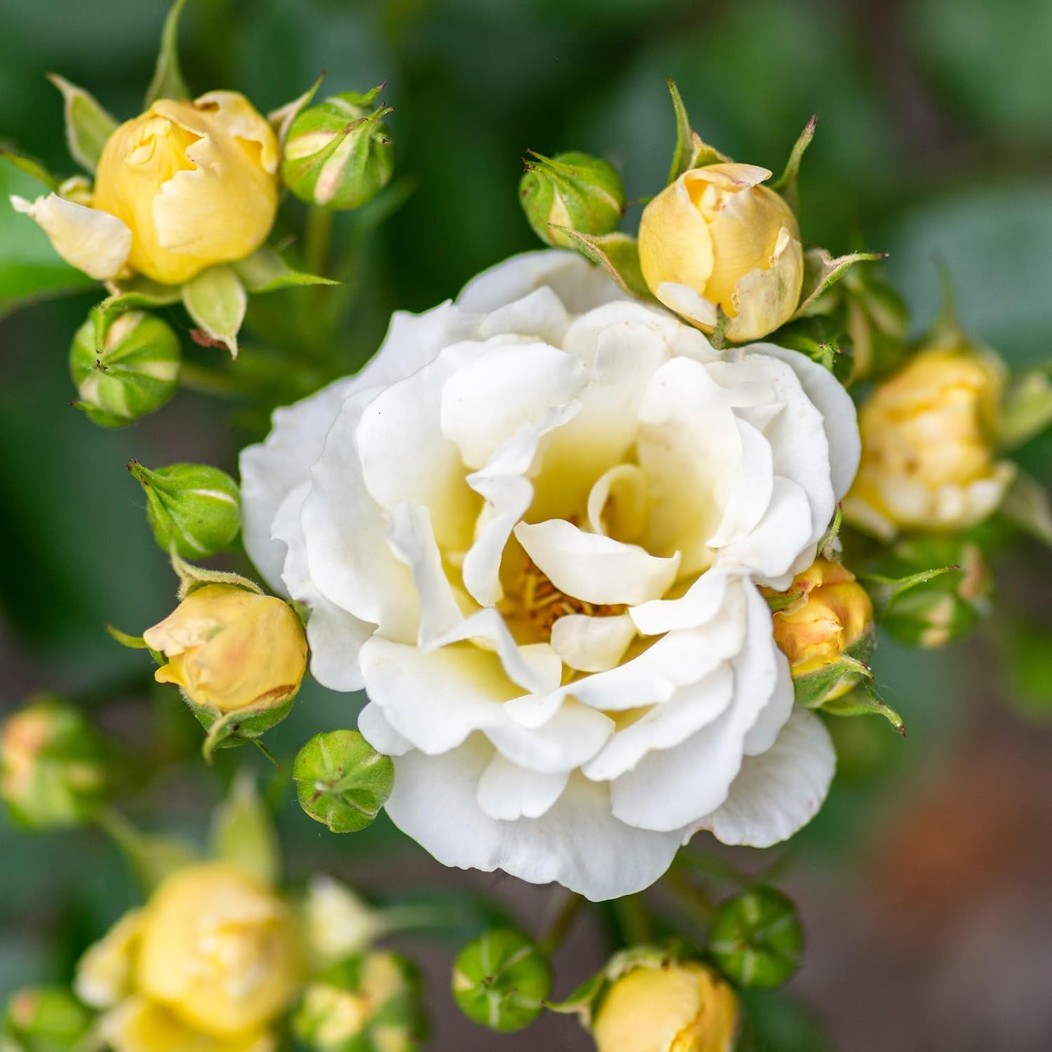 Drift 2 Gal. Popcorn Rose Shrub