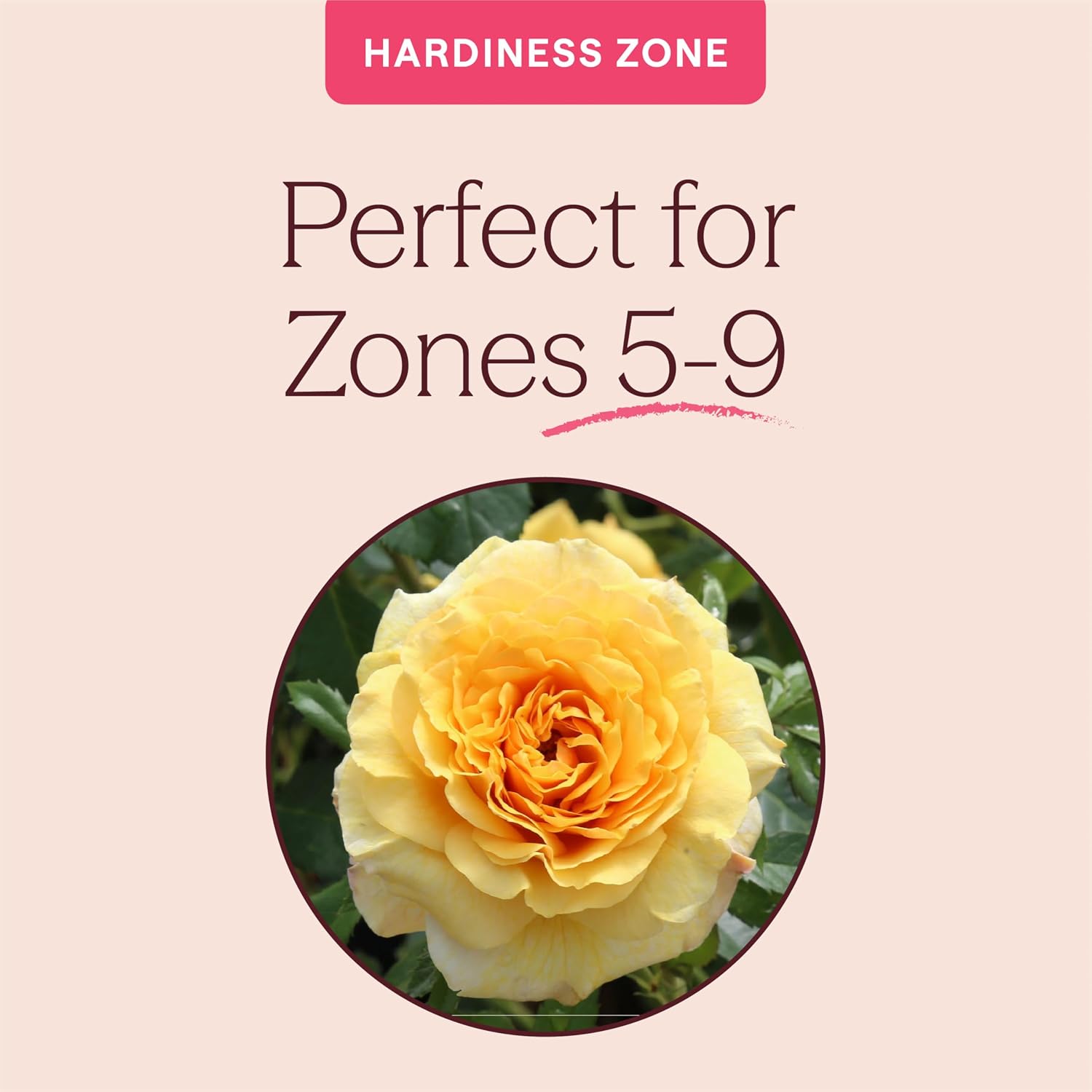 Heirloom Floribunda Roses, Live Own Root Plant, Julia Child™ | Moderately Fragrant, Hardiness Zones: 6-10, Continual Blooming,For Outdoor Gardens, Planters, and Pots