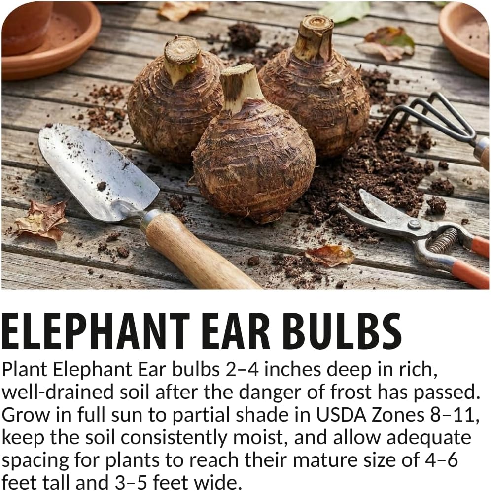 Giant Elephant Ear (3 Bulbs) Colocasia Esculenta - Beautiful Bulbs,tropical