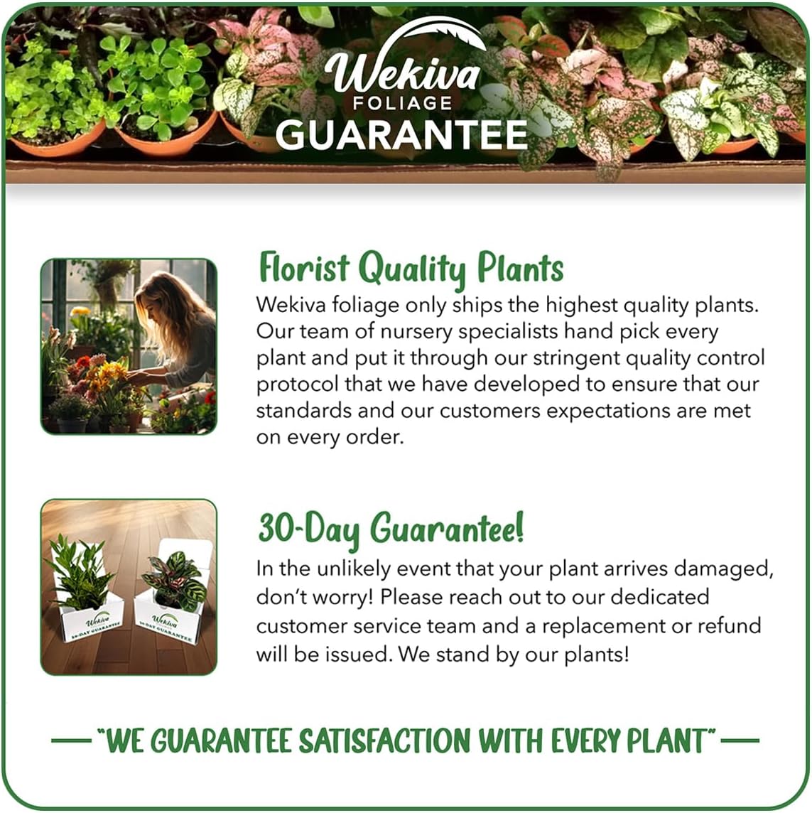 Desert Rose Plant - Live Plant in a 4 Inch Pot - Adenium Obesum - Dramatic Low-Water Succulent