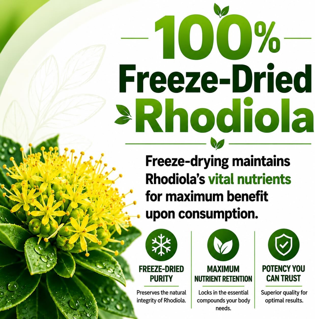 Rhodiola Rosea Supplement High Potency Extract 500mg - 3% Rosavins 1% Salidrosides with Ashwagandha Shisandra Passion Flower Herb Powder Capsules