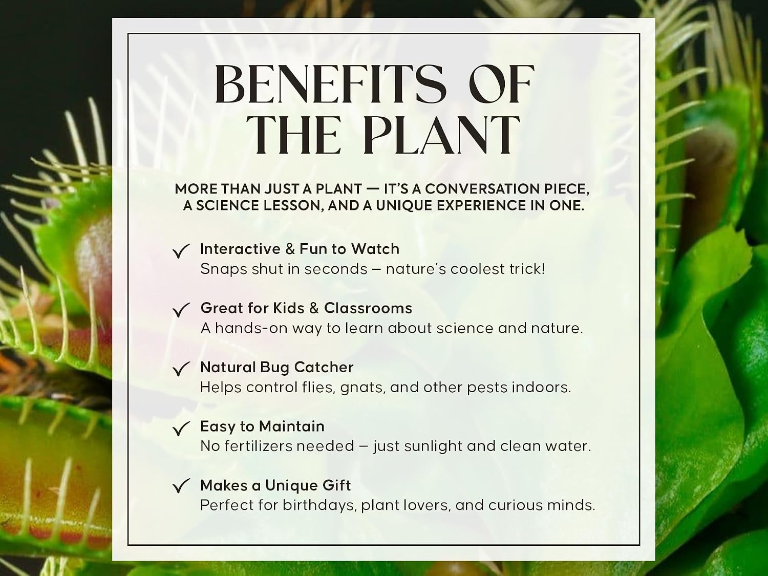 Venus Fly Trap Live Plant with White Ceramic Pot and Carnivorous Plant Soil | Everything to start with carnivorous plants, easy care guide