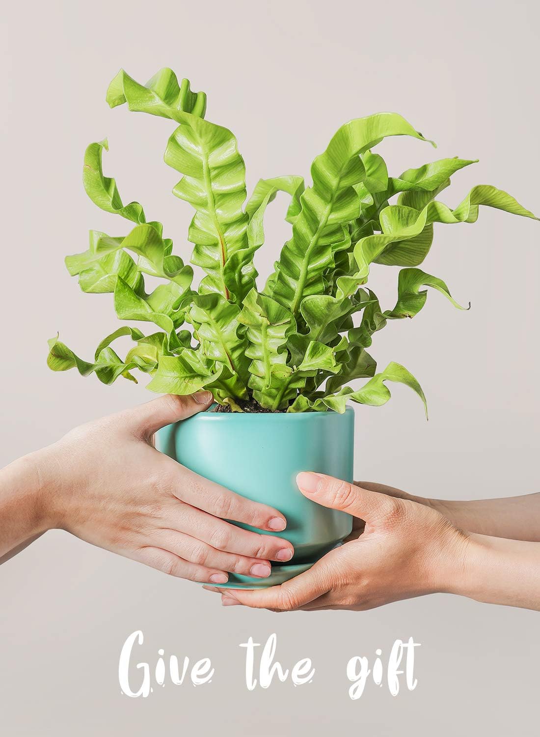 LE TAUCI Ceramic Plant Pots, 4.3+5.3+6.8 inch, Set of 3, Planters with Drainage Hole and Saucer, Indoor Flower Pot with Hole Mesh Pad, Gifts for Mom