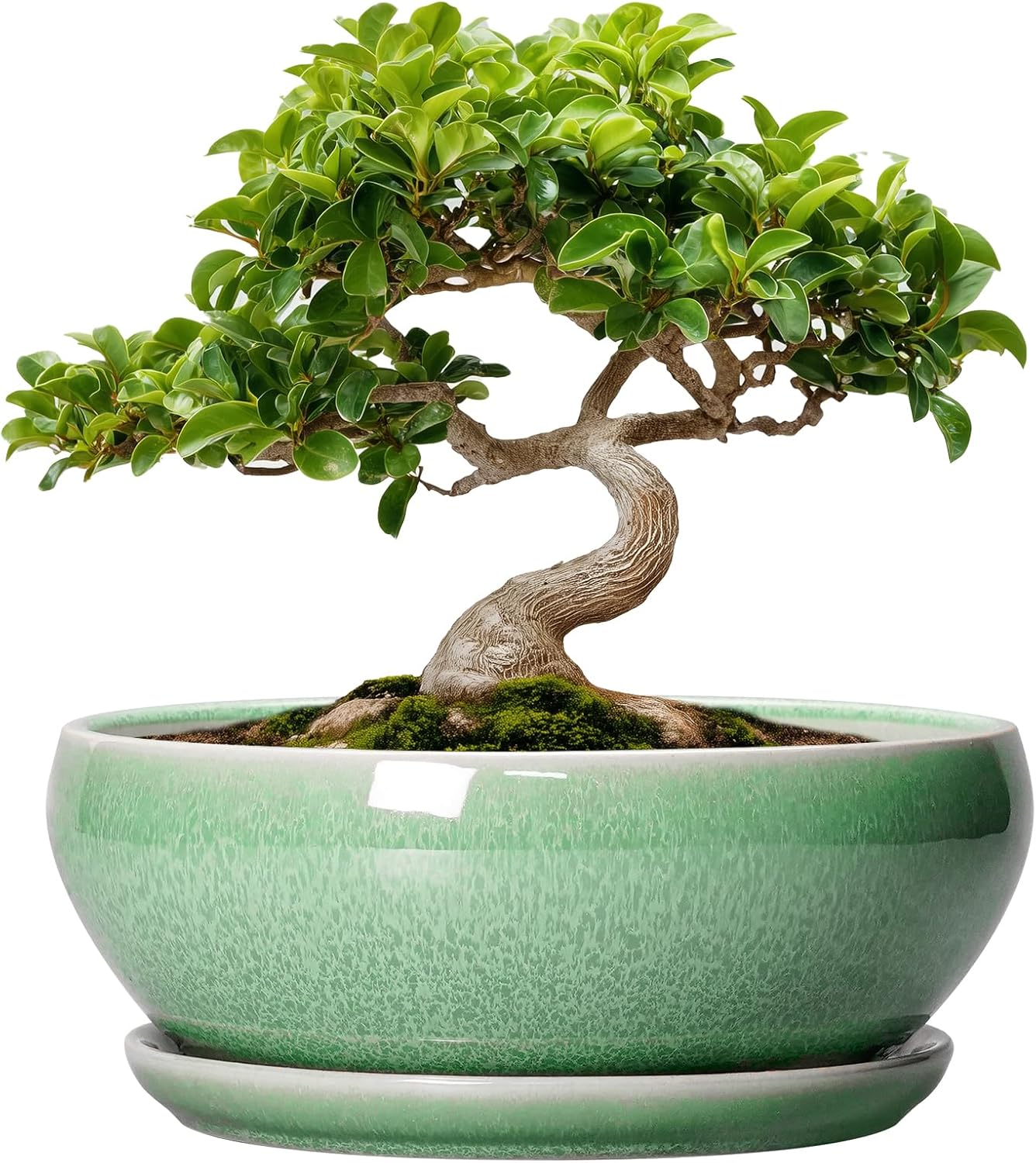 SQOWL 7 Inch Round Ceramic Succulent Planter Pot Drip Glazed Shallow Planter with Drainage Bamboo Tray for Indoor Plants