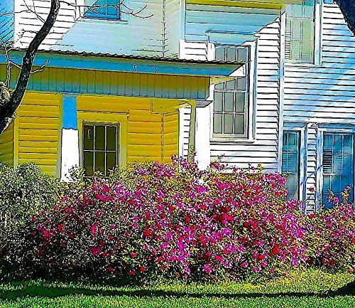 Nelson Plant Food for All Acid Loving Plants In Ground Container Patio Food Huge Blooms Azalea Jasmines Roses Camellias Gardenias NutriStar 9-13-11 (4 lb.)