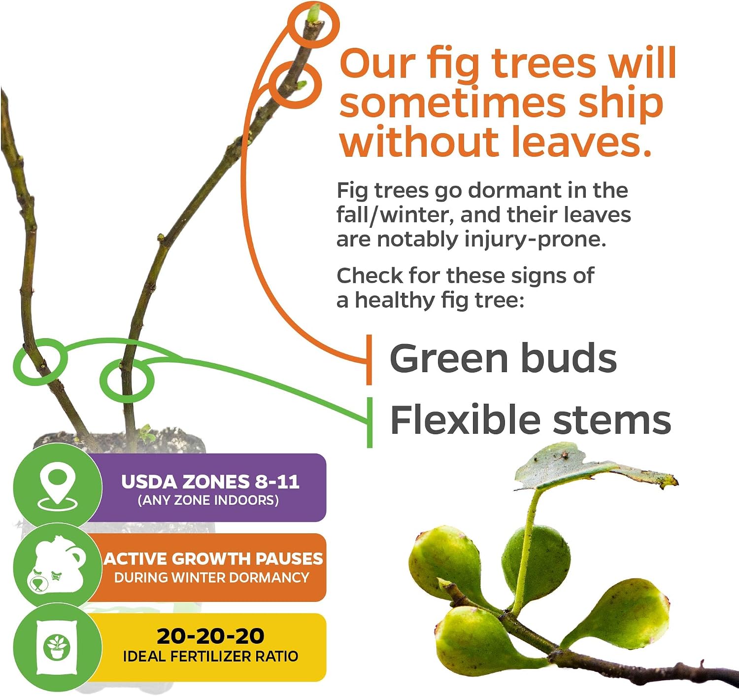 Olympian Fig Tree Live Plant - Ficus carica by Wellspring Gardens - Starter Plant Ideal for Gardens & Containers - Great for Indoor Houseplants, Outdoor Landscaping & Garden Planting