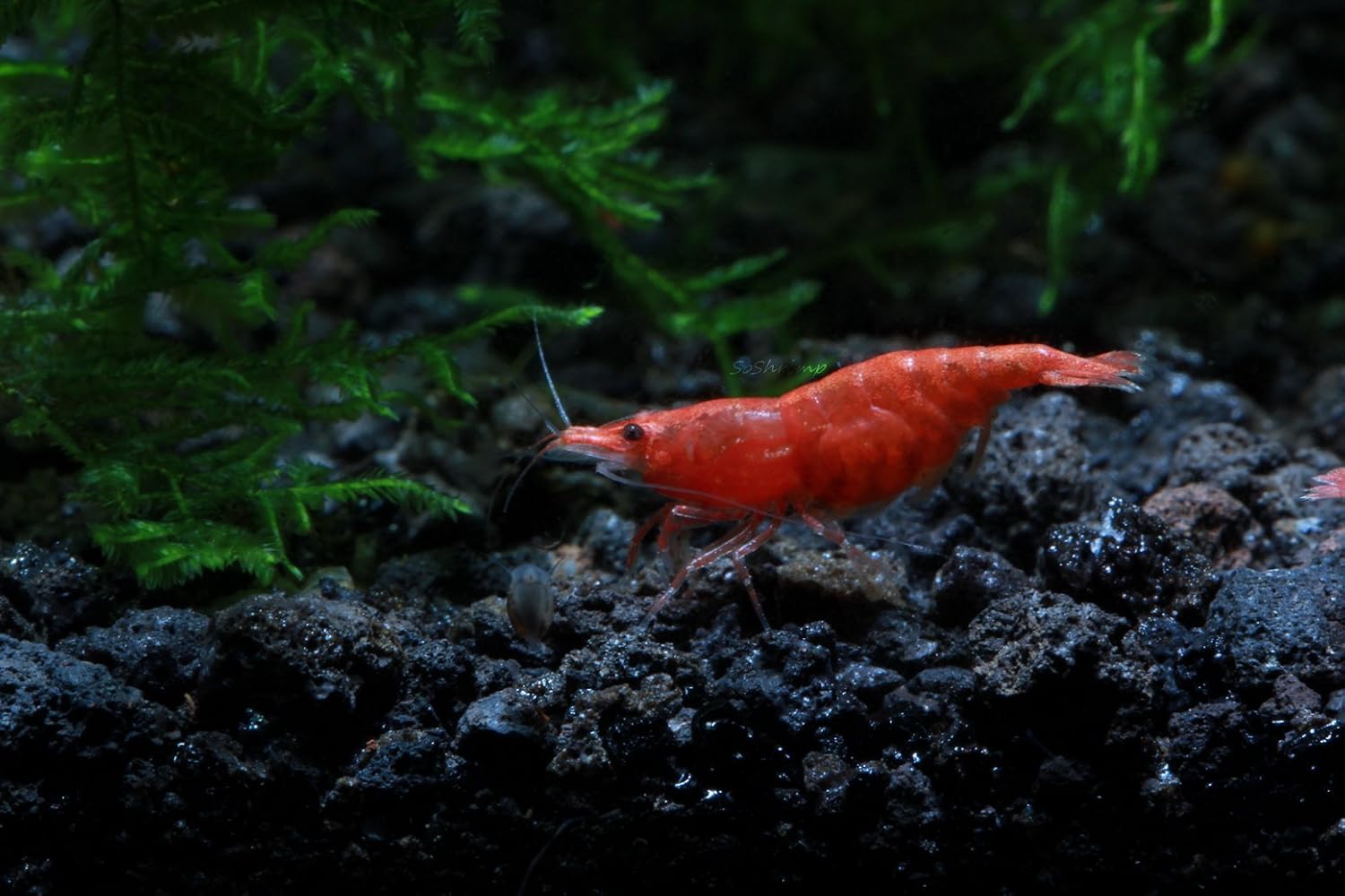 Live Freshwater Aquarium Shrimp - Neocaridina (Red Cherry, 5 Pack)