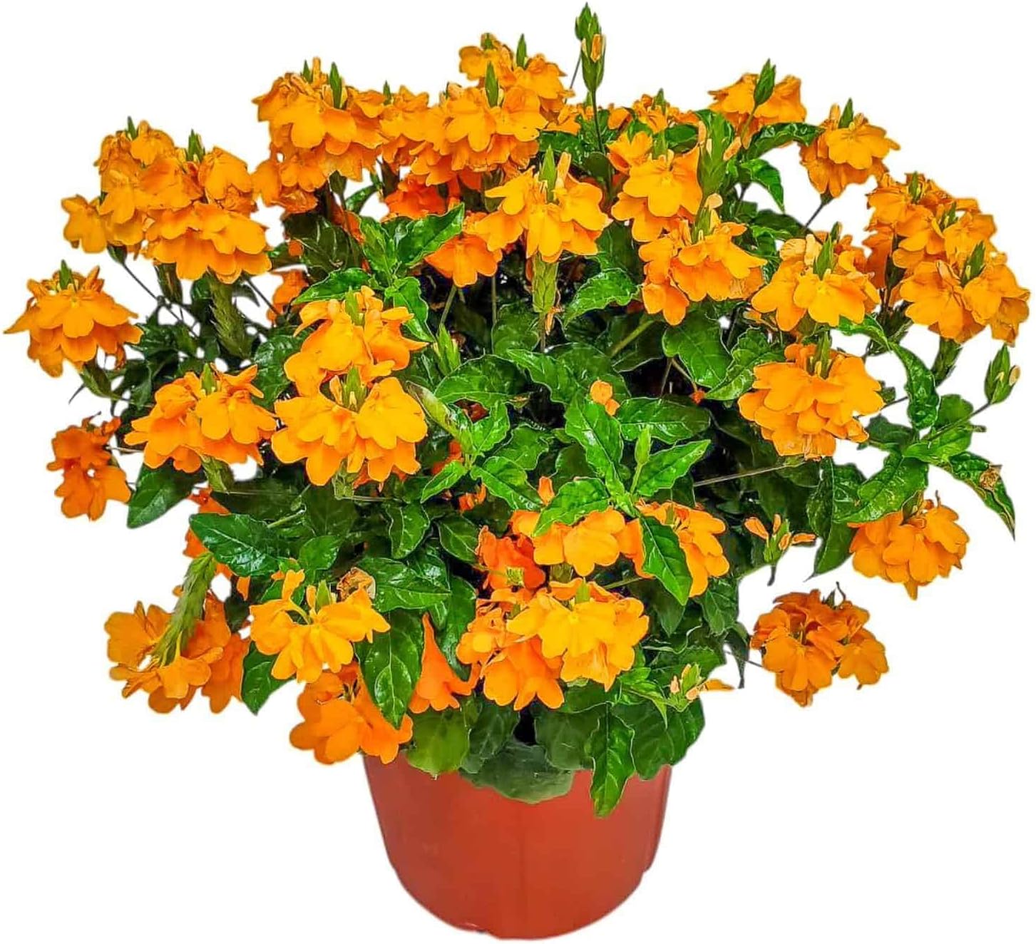 Crossandra Flower Plant Live - Orange Marmalade - 3 Gallon Pot - Overall Height 22" to 26" - Tropical Plants of Florida (Plant in Growers Planter)