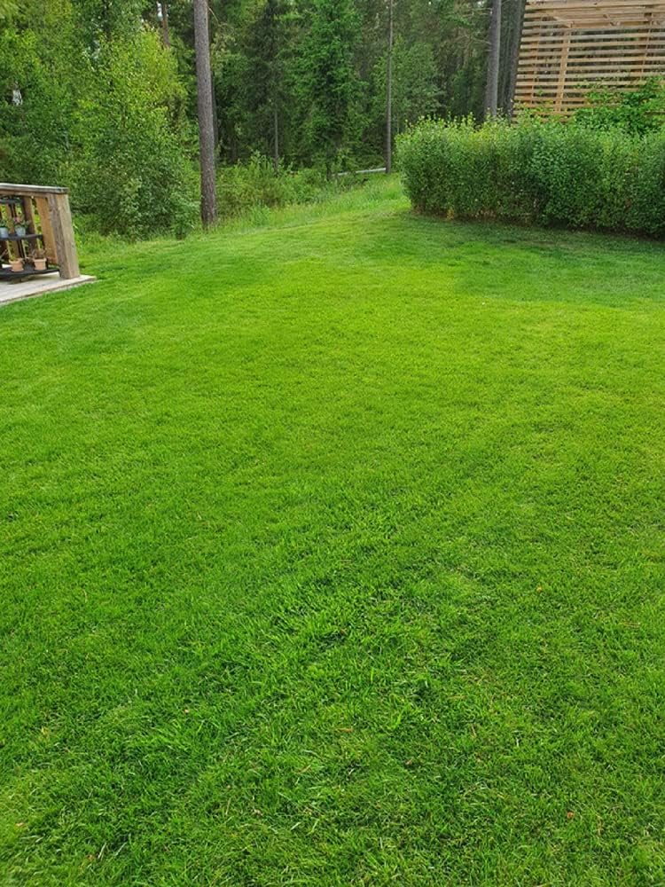 Creeping Red Fescue Lawn Grass Seeds, 1 Pound Pure Seeds by Seeds2Go