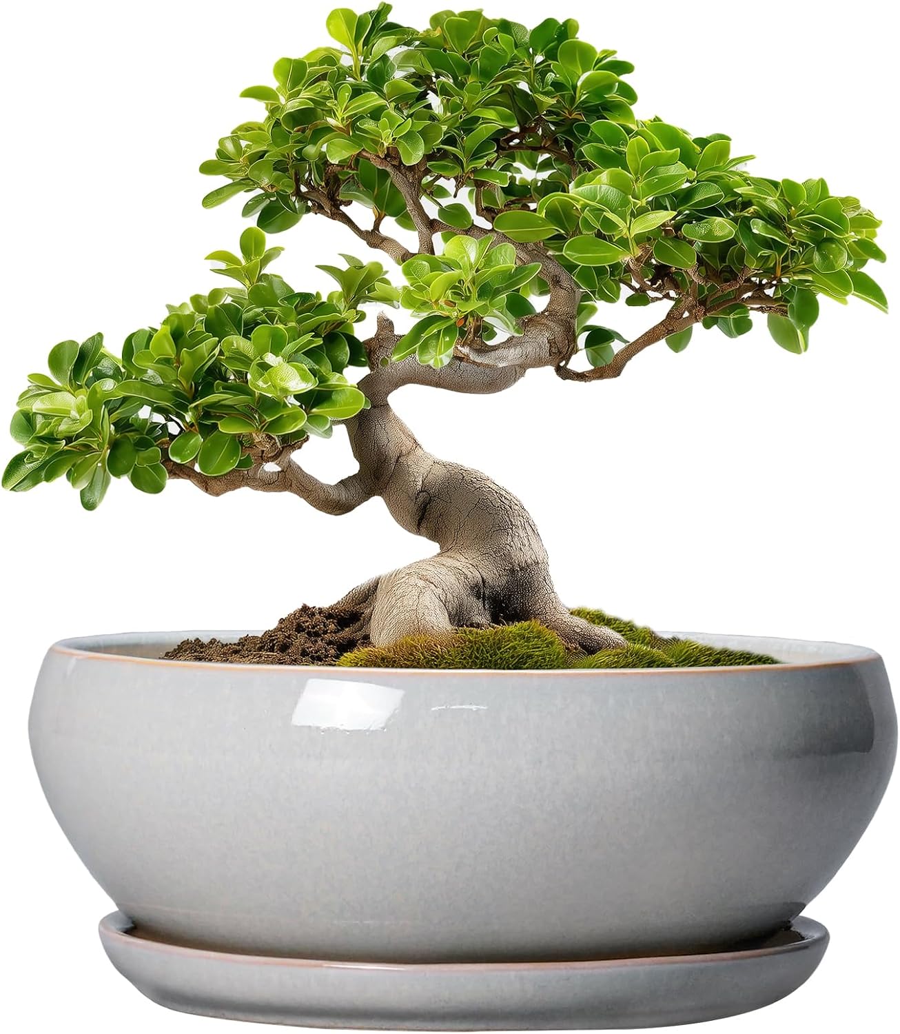SQOWL 7 Inch Round Ceramic Succulent Planter Pot Drip Glazed Shallow Planter with Drainage Bamboo Tray for Indoor Plants